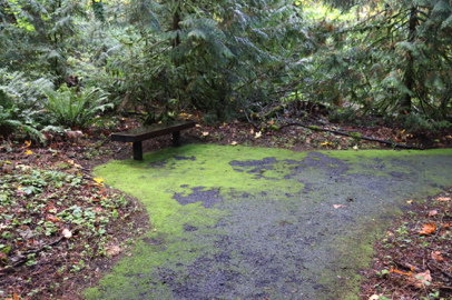 One of many benches along the hard surface Trillium Trail